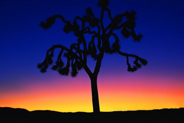 Sila de un árbol en un cielo inusual