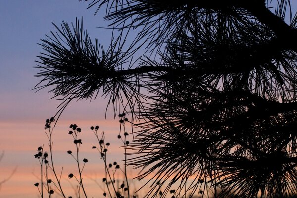 Coniferous paws on the background of the fading day