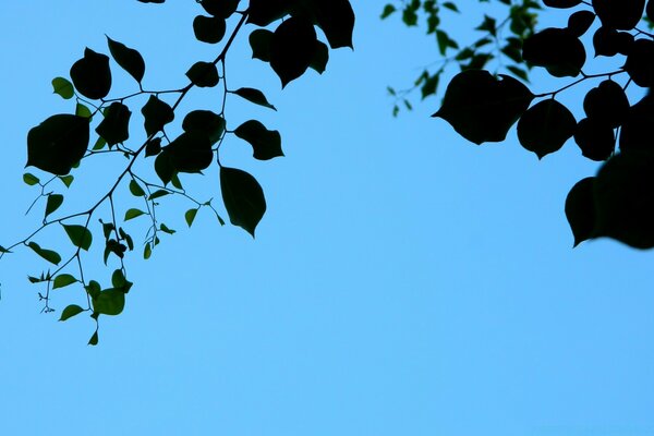 A bird under a tree. Beautiful sky