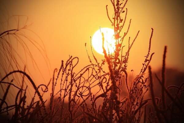 Belle herbe. Soleil brillant