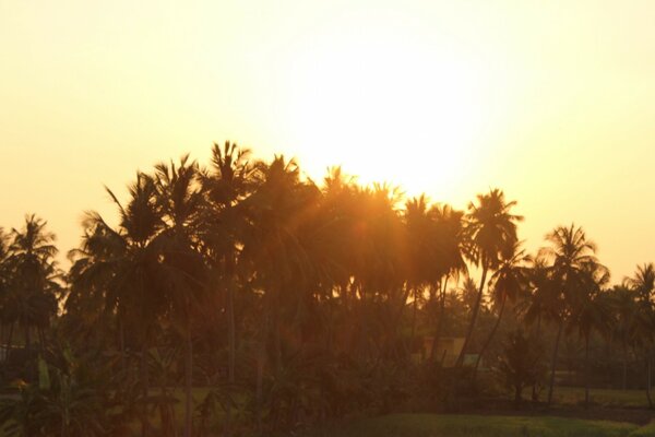 Arbres sous les derniers rayons du soleil couchant