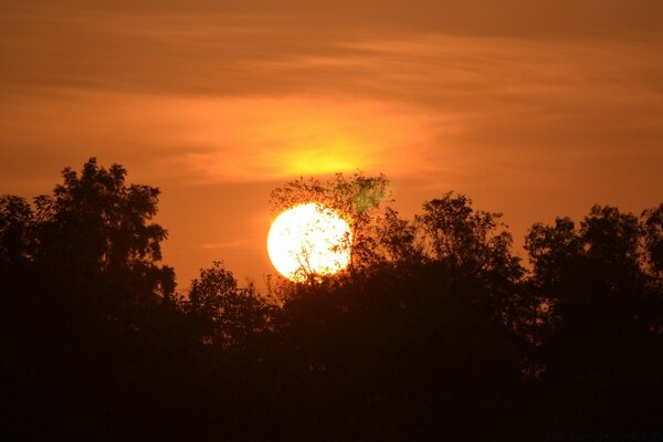 Sonnenuntergang durch die Silhouette der Bäume