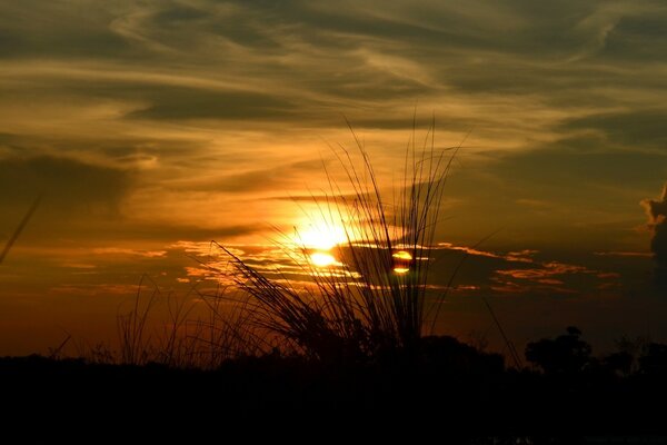 The field is covered by the evening sunset