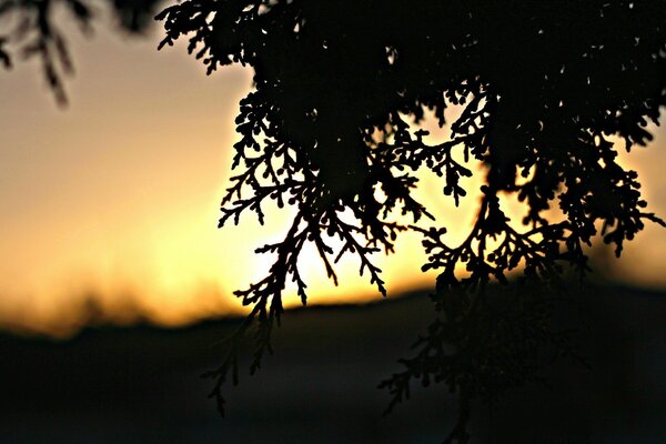 Silhouette eines Zweigs auf Sonnenuntergang Hintergrund