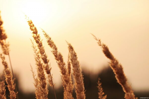 Herbe sauvage sur fond ensoleillé