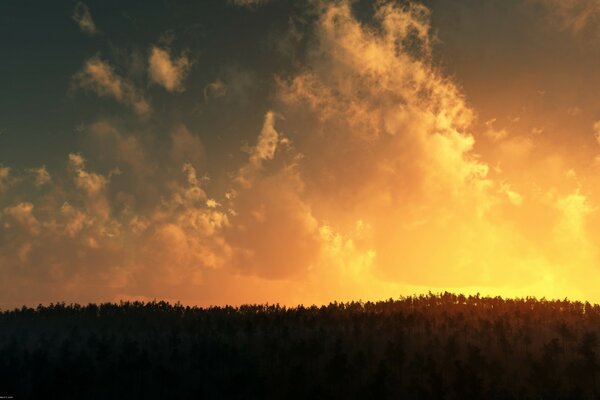 Gelber bewölkter Sonnenuntergang über dem Wald