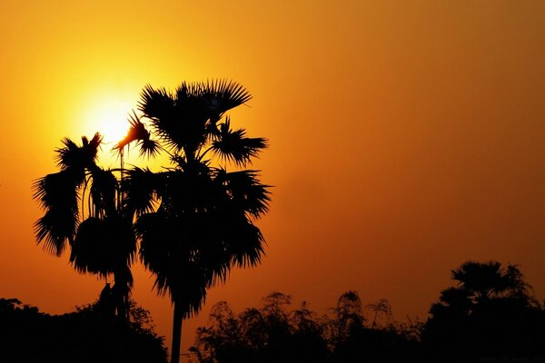 Silhouette of palm trees against the setting sun