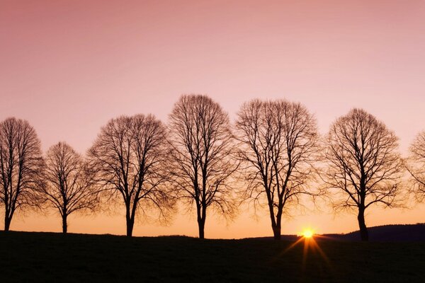 Hermosa puesta de sol en el cielo rosa entre los árboles