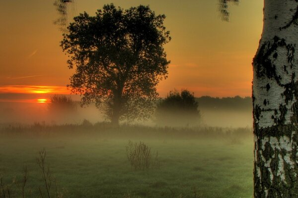 Birch and bushes hiding in the fog against the sunset sky