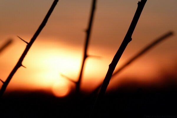 Photo of thorns on the stem of a plant