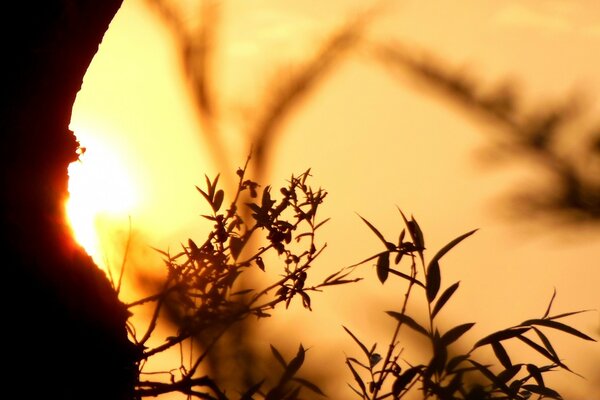 Erba nera contro il tramonto cremisi