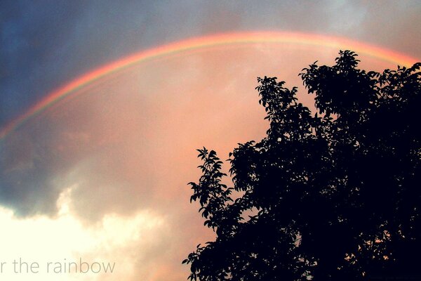 A rainbow soars above the trees