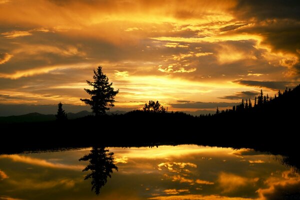 Goldener Sonnenuntergang im dunklen Wald