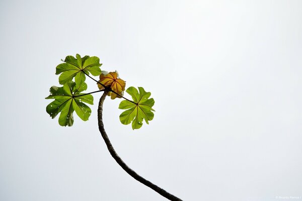 Minimalisme. Branche d arbre sur fond de ciel