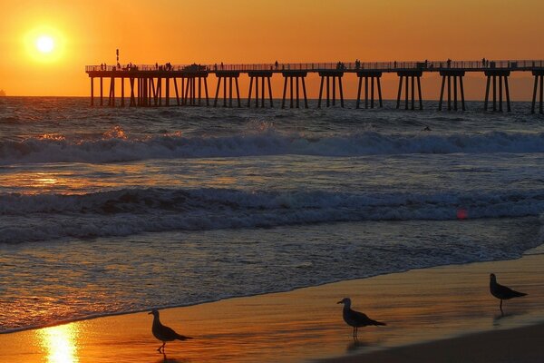 Sea gulls admire the sunset