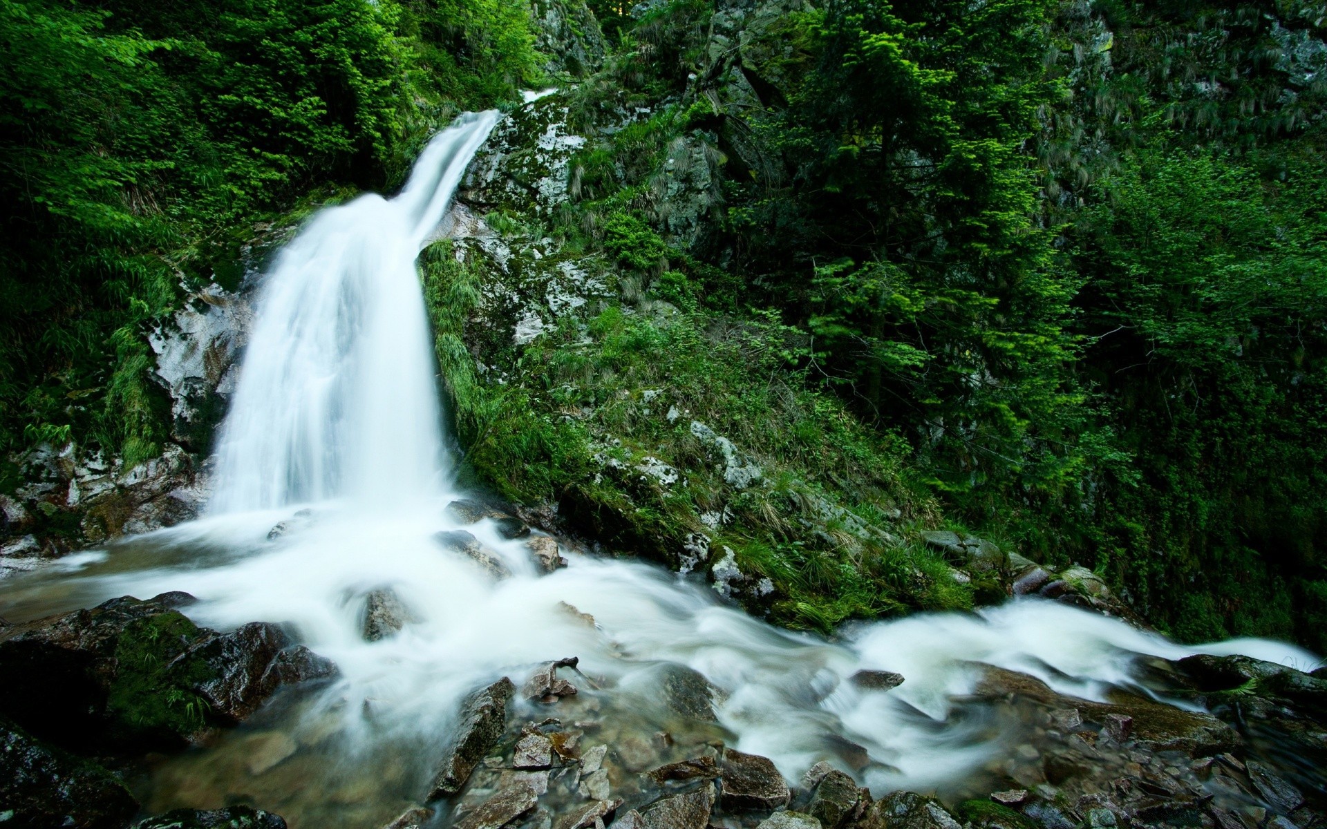 cascades cascade eau bois rivière nature flux paysage rock voyage à l extérieur cascade montagne arbre feuille flux sauvage mousse mouvement ruisseau