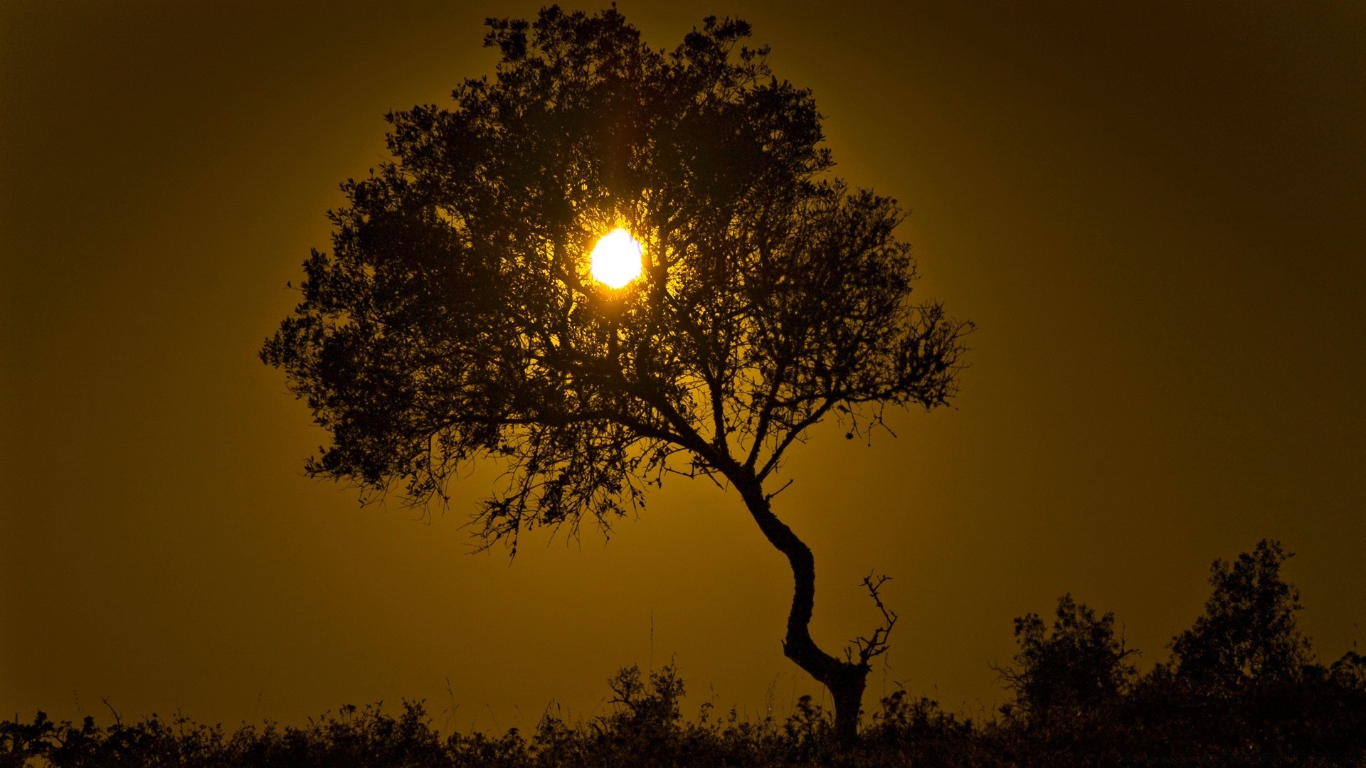 the sky sunset dawn sun tree silhouette nature landscape fair weather sky evening dusk backlit outdoors fog fall