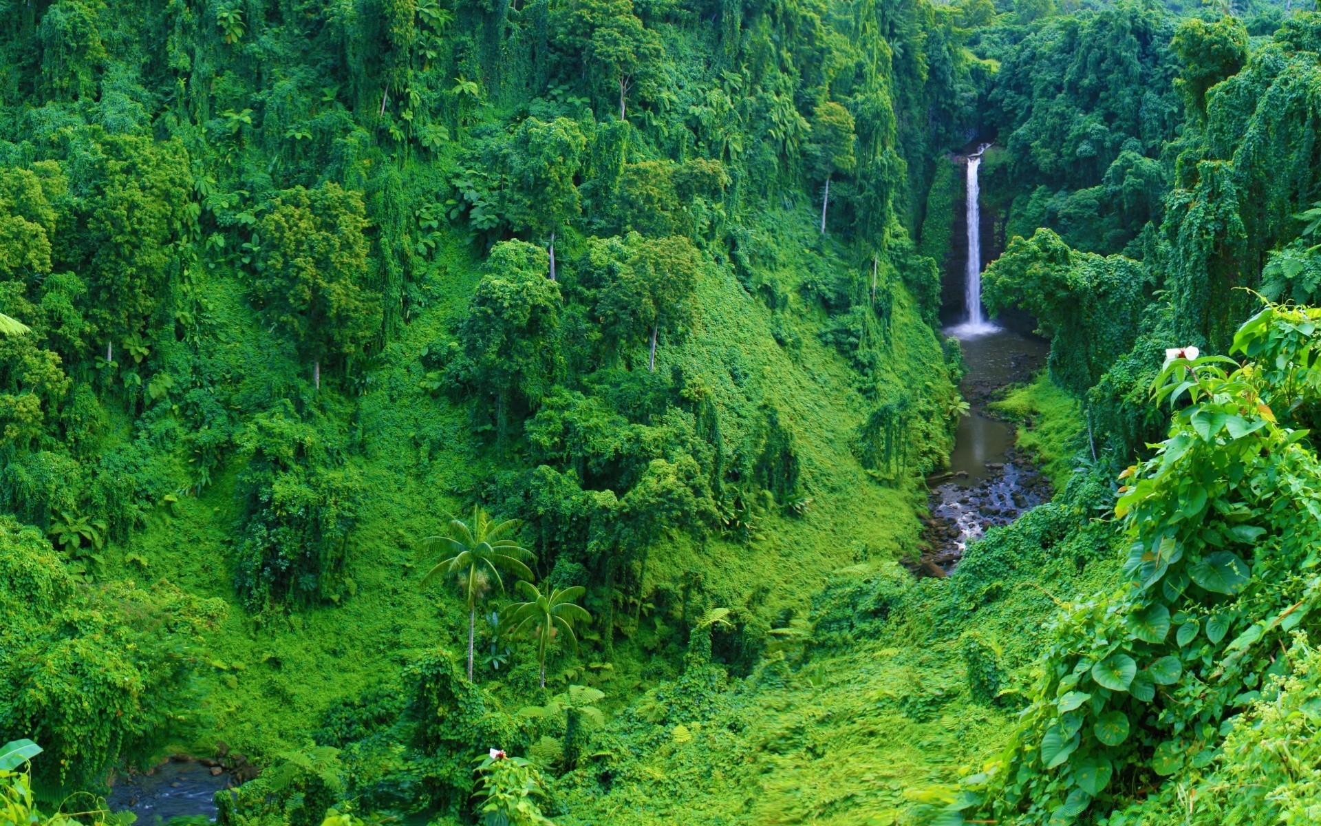 cascades nature bois feuille eau arbre paysage flore été à l extérieur luxuriante scénique voyage environnement rivière forêt tropicale montagne parc croissance