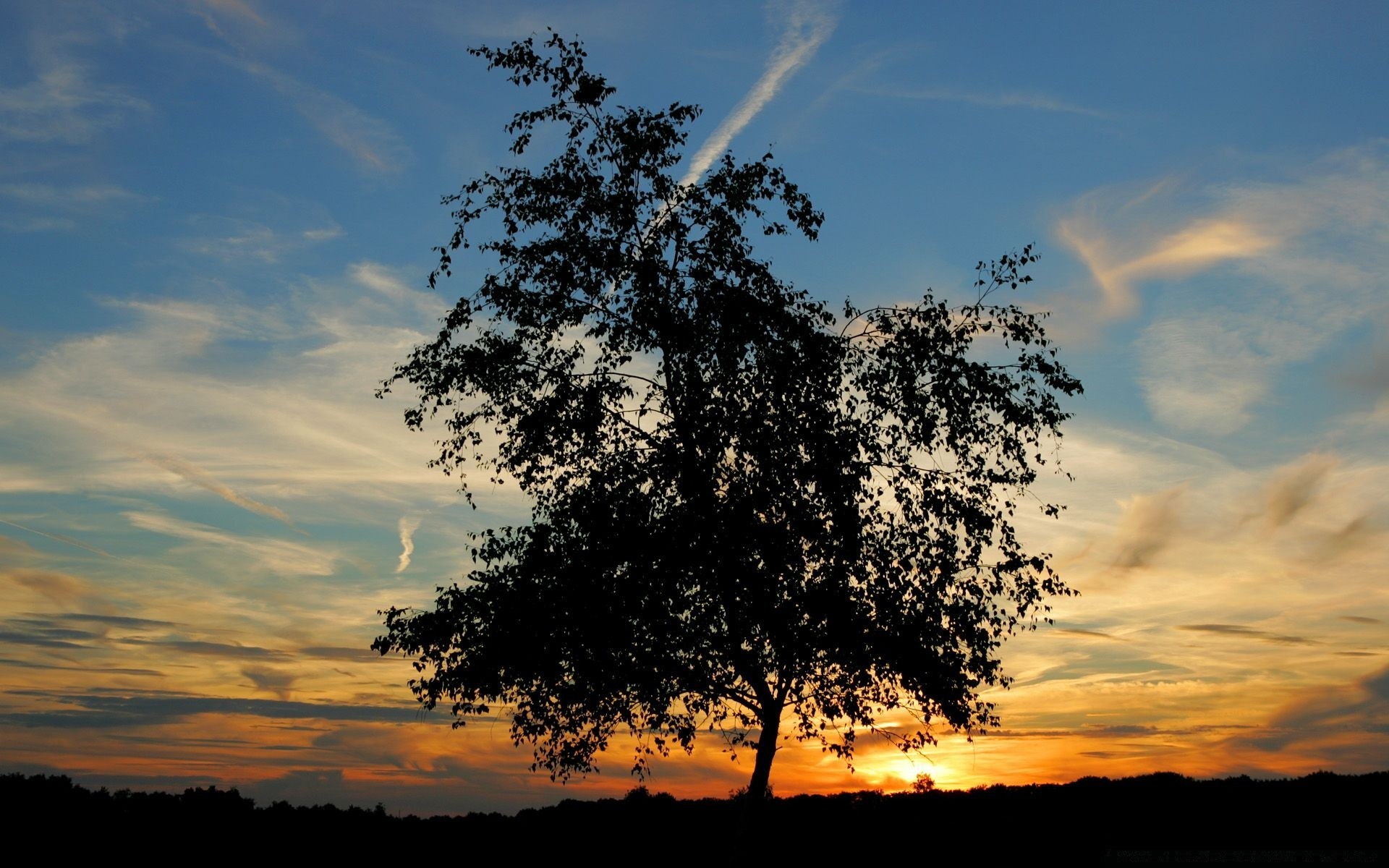 the sky landscape tree nature sky outdoors dawn sun sunset fair weather summer weather wood