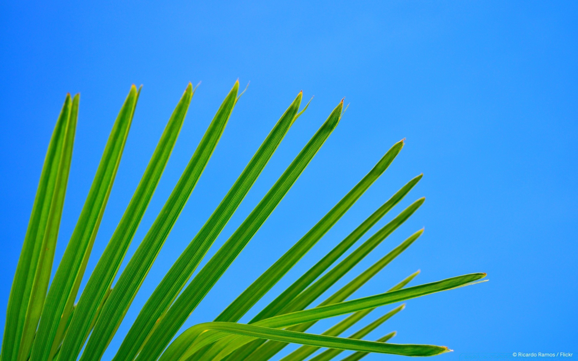 the sky nature leaf summer outdoors growth lush fair weather sun bright flora grass tropical