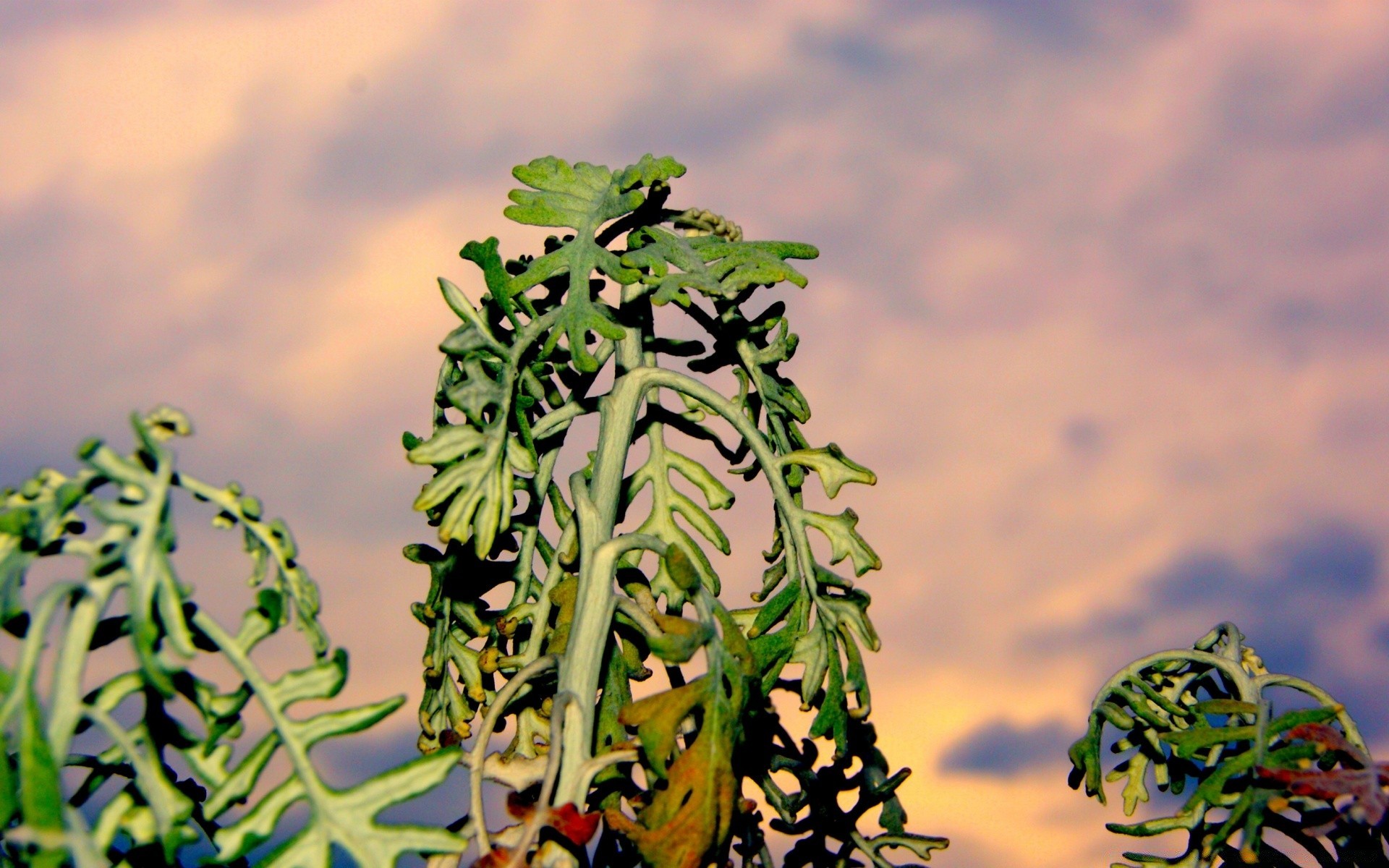 ciel feuille nature repas à l extérieur été croissance flore légume flou arbre jardin