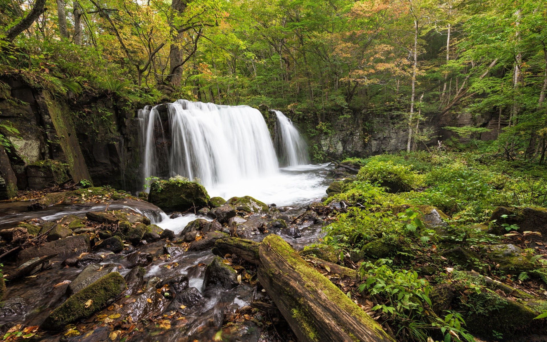 cascades cascade eau bois automne rivière nature flux feuille paysage cascade roche mousse à l extérieur arbre montagne luxuriante ruisseau voyage scénique