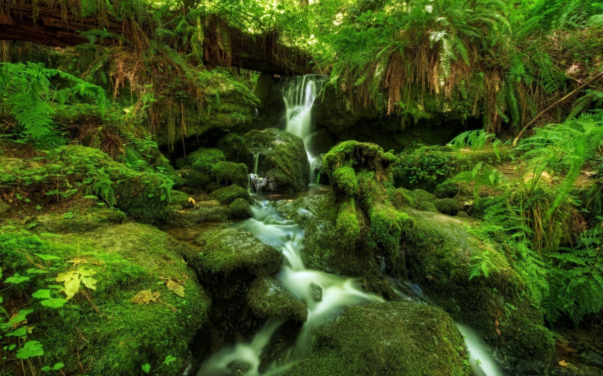 cachoeiras natureza água madeira musgo cachoeira folha rocha córrego pedra selvagem tropical selva rio cascata exuberante ambiente paisagem córrego molhado