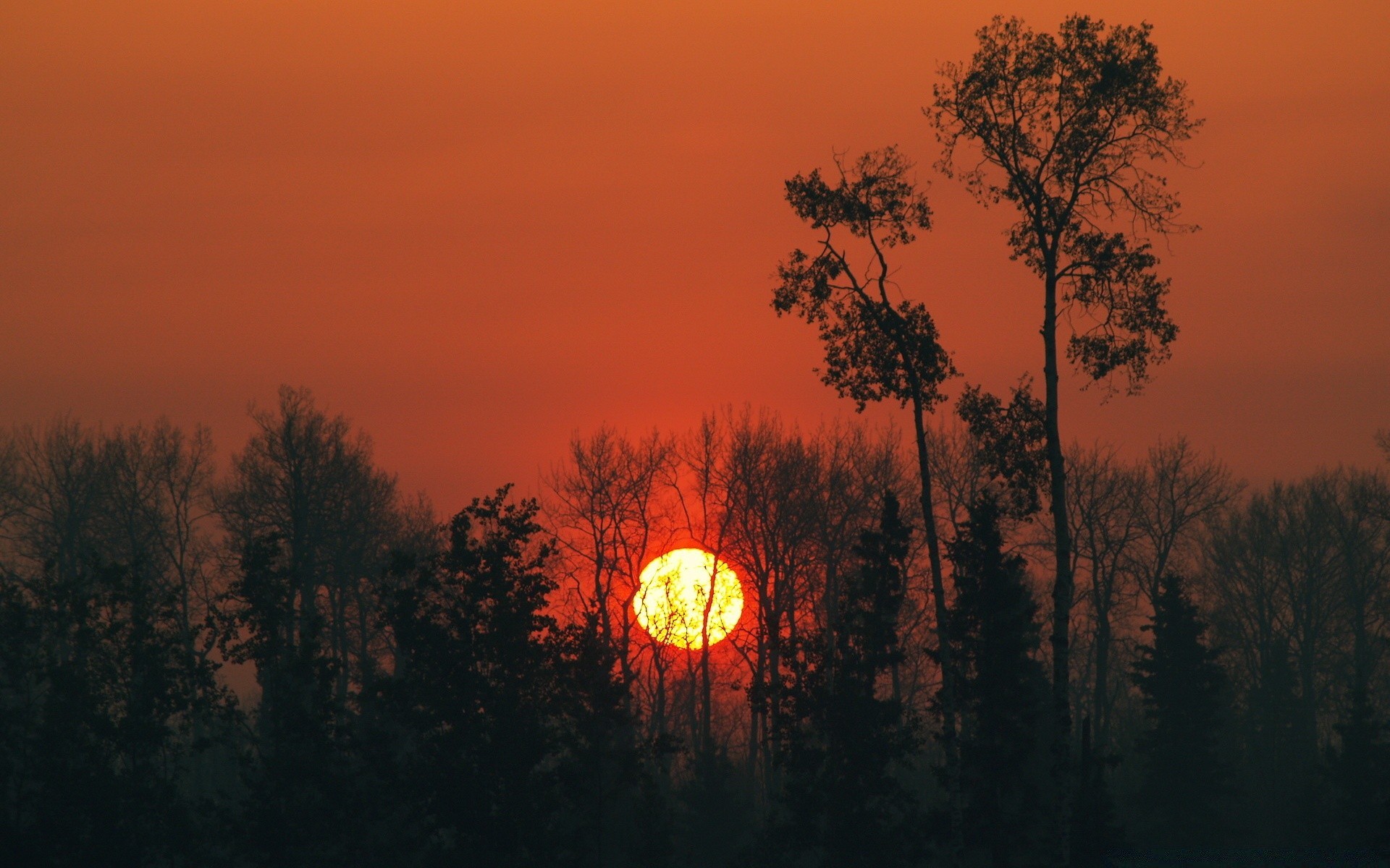 cielo tramonto alba sera albero silhouette illuminato crepuscolo sole paesaggio cielo nebbia luce all aperto natura nebbia bel tempo autunno