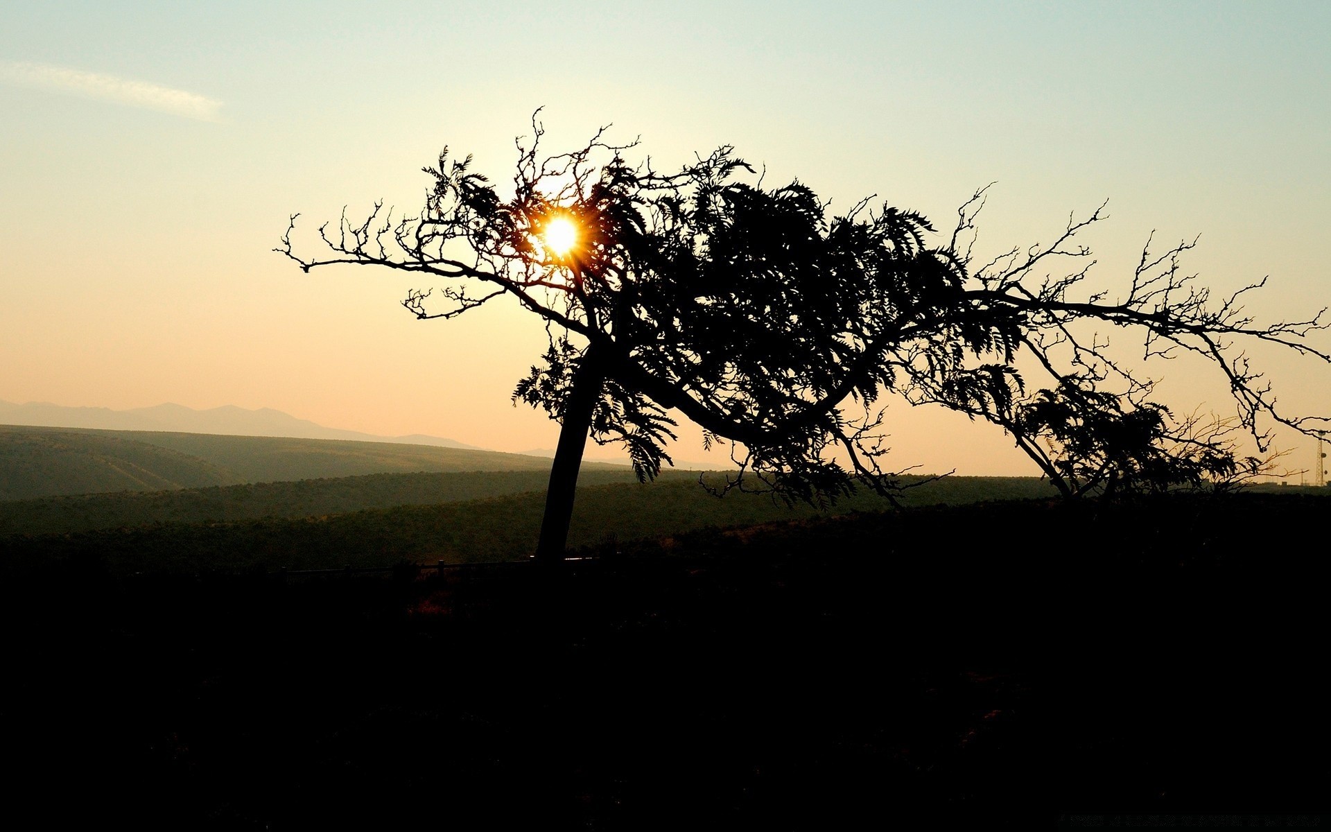 the sky tree landscape sunset sun nature dawn silhouette sky evening branch light backlit environment weather fair weather fog summer wood dusk outdoors