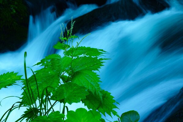 Planta al aire libre. Laguna azul