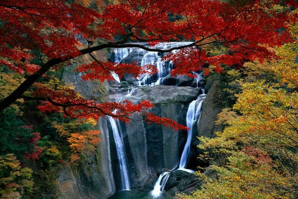 A beautiful waterfall under a red maple tree