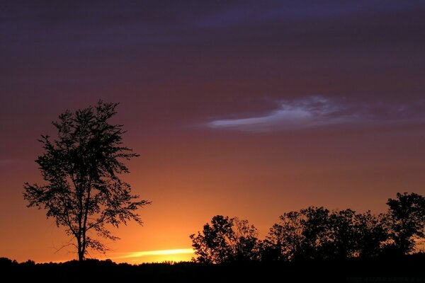 Silhouetten von Bäumen auf Sonnenuntergang Hintergrund