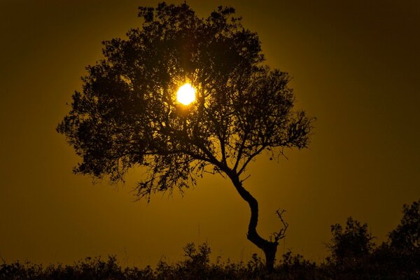 Un rayo de sol atraviesa el árbol