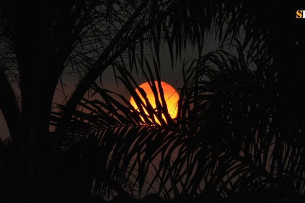 Full moon in the palm thickets of the jungle