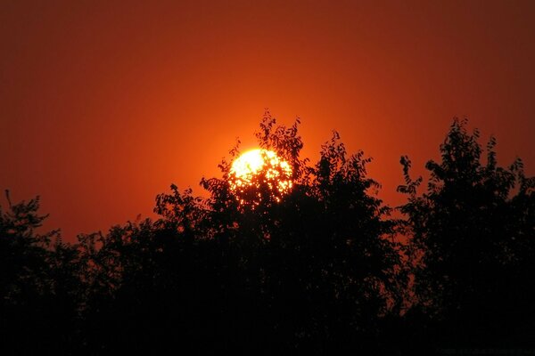 Il luminoso sole al tramonto si nasconde dietro il fogliame