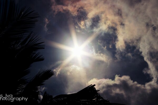 The sun in cloudy weather and palm trees