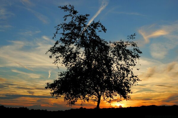 Landschaft. Baum auf dem Hintergrund der Sonne am Horizont