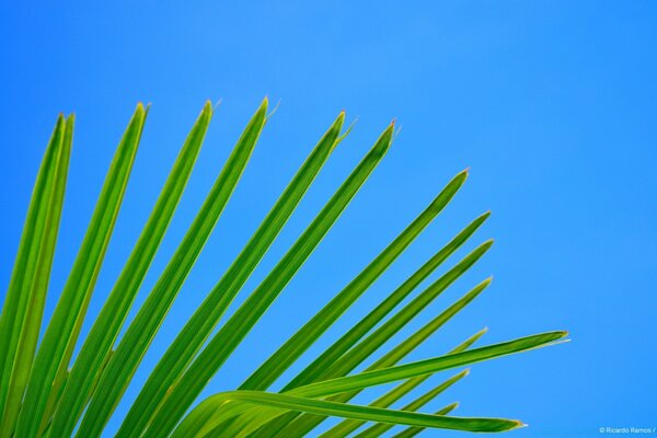 Green leaves on a blue background