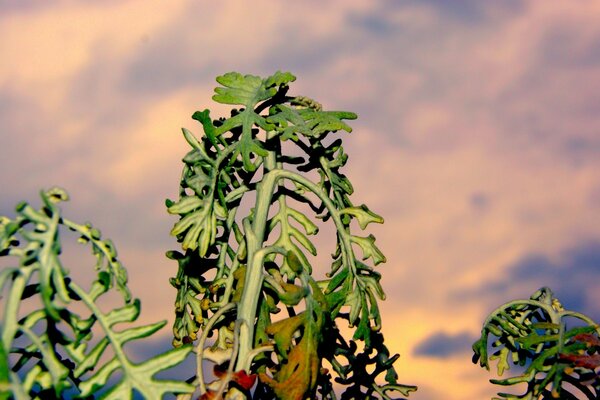 Green leaves of plants against a blue-yellow sky at sunset