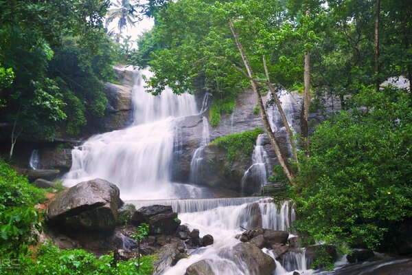 Wasserfallstrom inmitten des Waldes