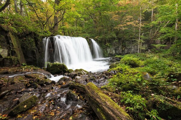 Mucha madera. Cascada entre el bosque