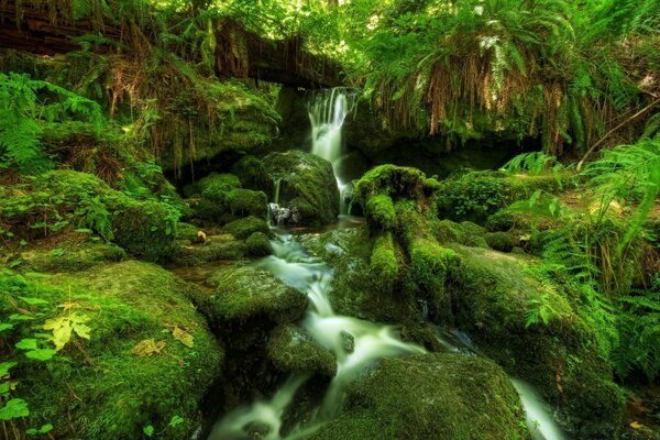 Cascata nella foresta pluviale e rocce ricoperte di muschio