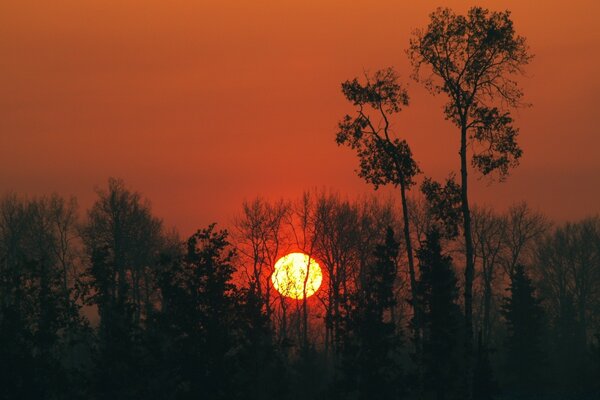 Trees against the background of an evening sunset