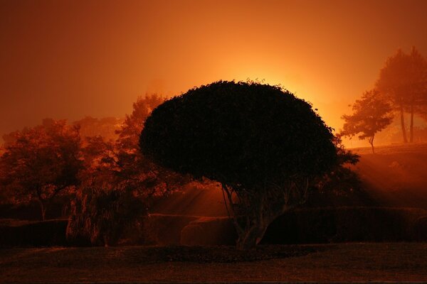 Silhouette of a tree on the desktop