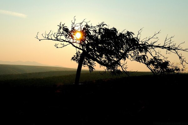 Landschaft. Baum im Morgengrauen mit Sonnenstrahlen