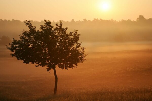 Photo of a tree in a field on wallpaper