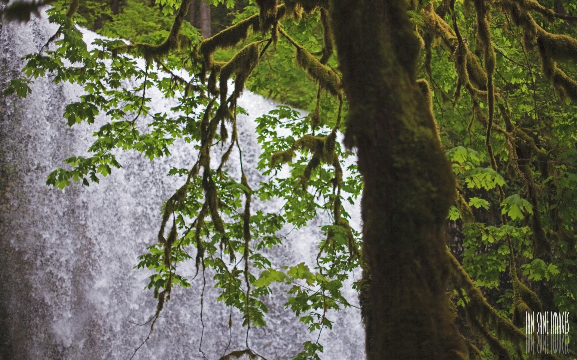 cascate albero legno natura foglia flora ramo paesaggio tronco ambiente parco crescita stagione estiva desktop esterno lussureggiante corteccia