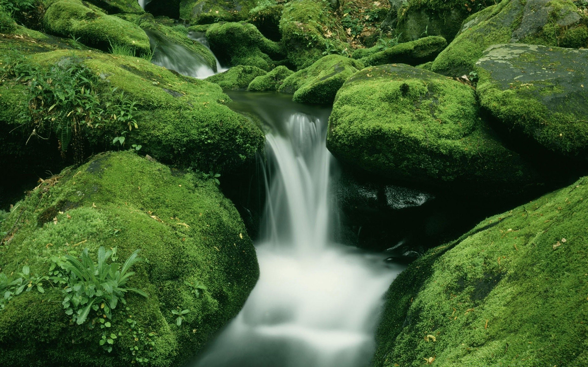 cascadas musgo naturaleza cascada agua roca hoja madera corriente al aire libre mojado piedra río verano frescura parque cascada medio ambiente salvaje paisaje