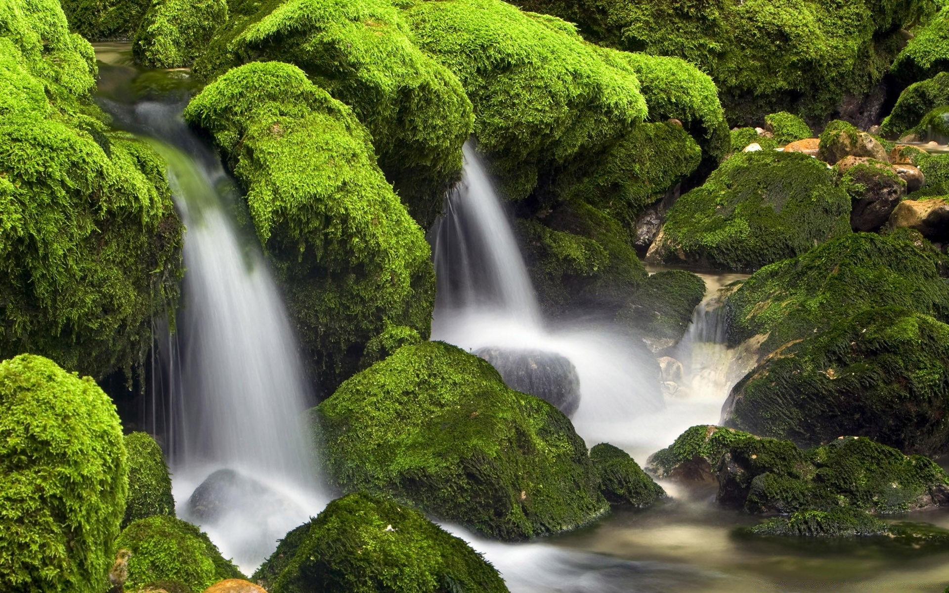 cascades cascade eau mousse cascade nature ruisseau rivière feuille bois ruisseau humide luxuriante rock à l extérieur automne ruisseau propre paysage pierre