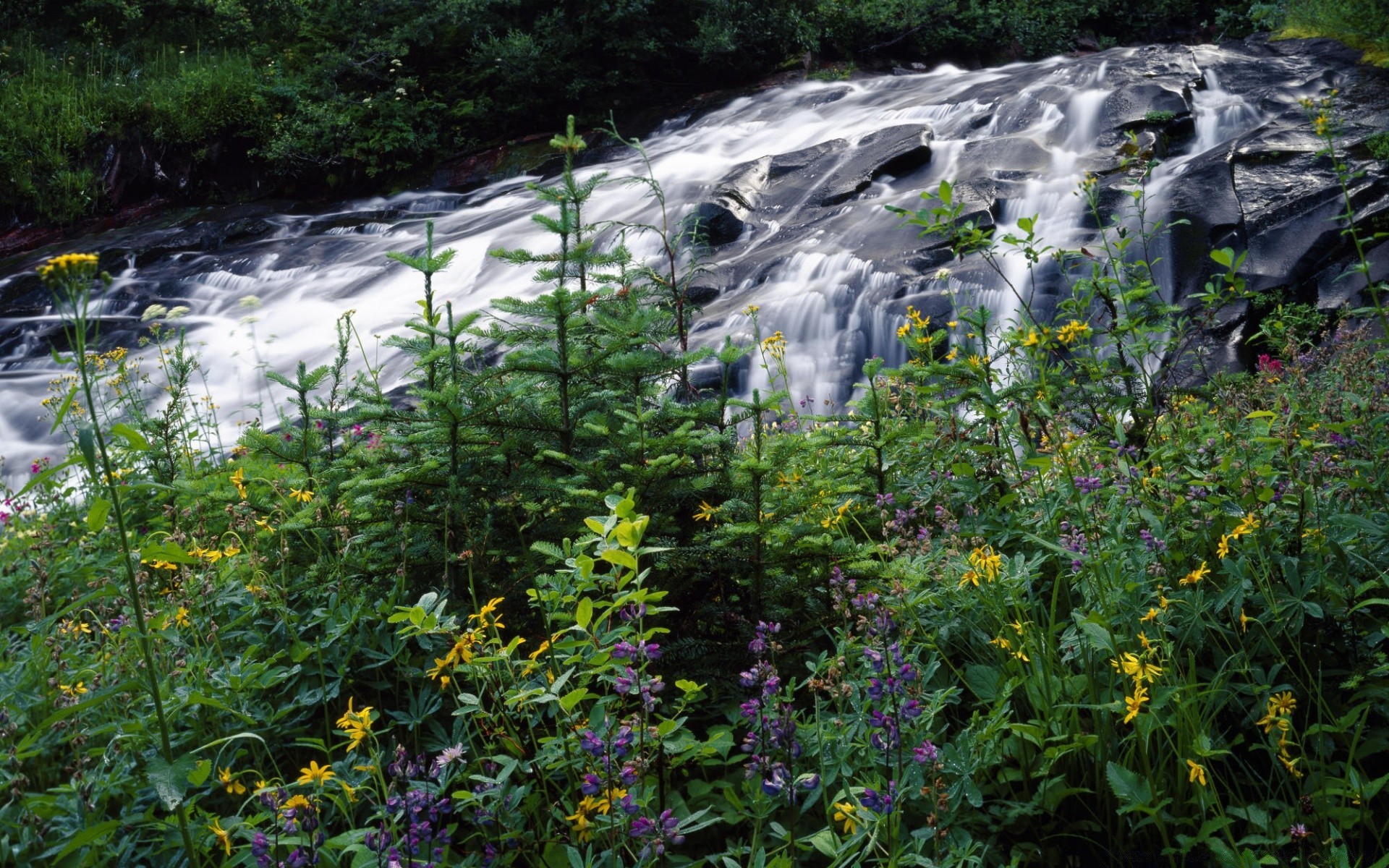 cascadas naturaleza paisaje verano agua hoja madera parque flora al aire libre flor escénico viajes hermoso hierba árbol color buen tiempo medio ambiente jardín